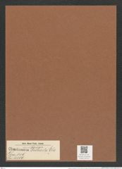 Chaetoceros dichaeta Ehr. (de-Toni-Nr.: Genus 149, Species 4109) Zeichnungen Sammlung Grunow Mappe 04115 (Herbarium_W_Grunow_drawings_Folder_04115)